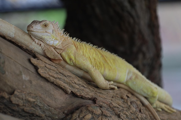 Close up Iguana on dry wood