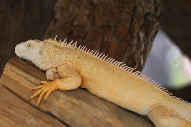 Close up Iguana on dry wood