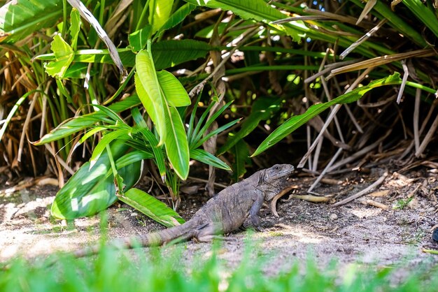 Photo close up of iguana lizard crawling on garden floor