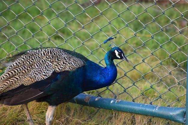 Close up image of beautiful peacock