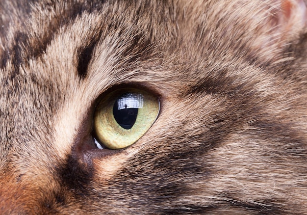 Photo close up image of an eye of a cat from maine coon breed