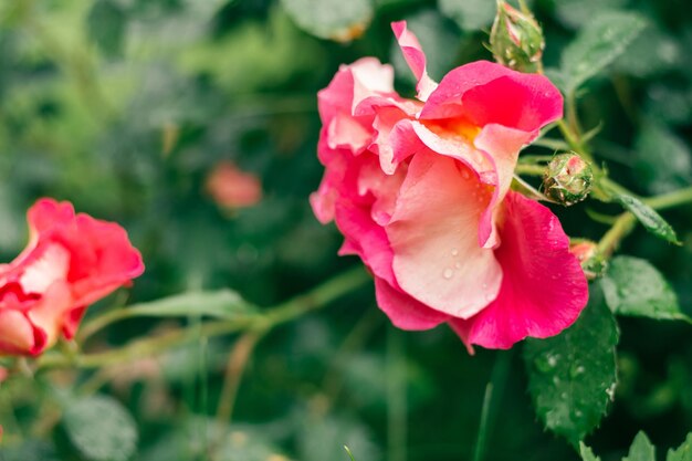 Close-up image of flower pink and white Bajazzo rose Large-Flowered Climber with powerful scent on green plant blurred background. Big pattern petals. Fresh air field gardening. Copy space