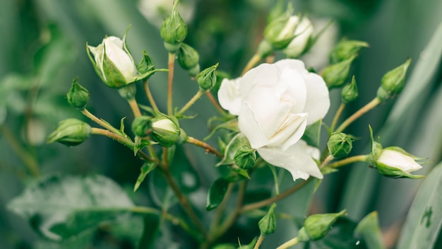 Close up image of flower plant of brush white rose with buds on blurred out of focus green background