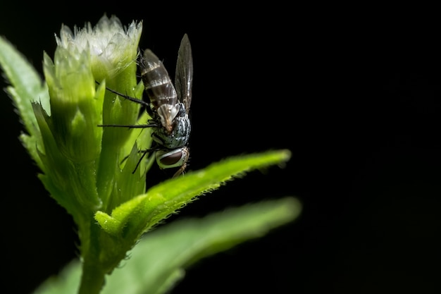 Close-up image of a fly on a flower