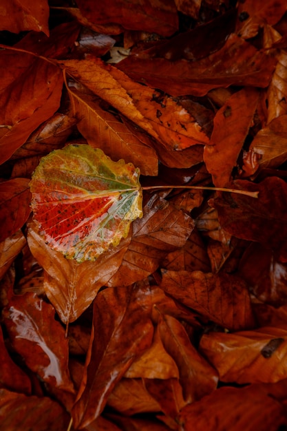 Close up image of orange autumn leaves at soft golden light.