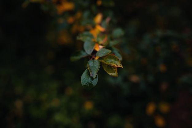 Close up image of orange autumn leaves at soft light