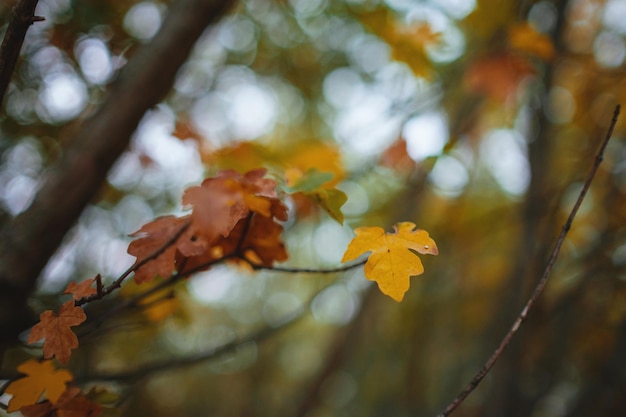 Close up image of orange autumn leaves at soft light