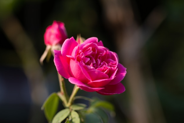 Close up image of pink roses