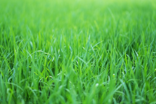 Close up image of rice field in green season