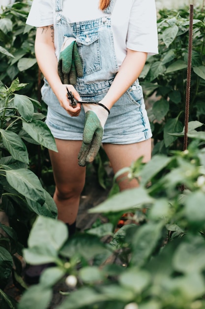 Close up image woman hands getting ready gloves to work in greenhouse while using gloves to grow vegetables Sustainability and healthy food concept Bio eco Organic raw products grown on a home farm