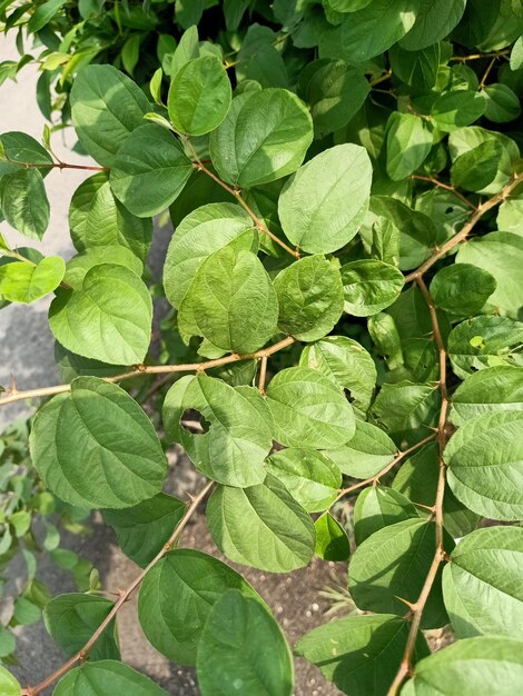 Close up of indian plum plant