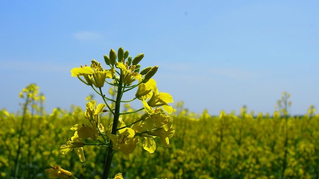 Close-up of an inflorescence of flowering rapeseed against the backdrop of a flowering field