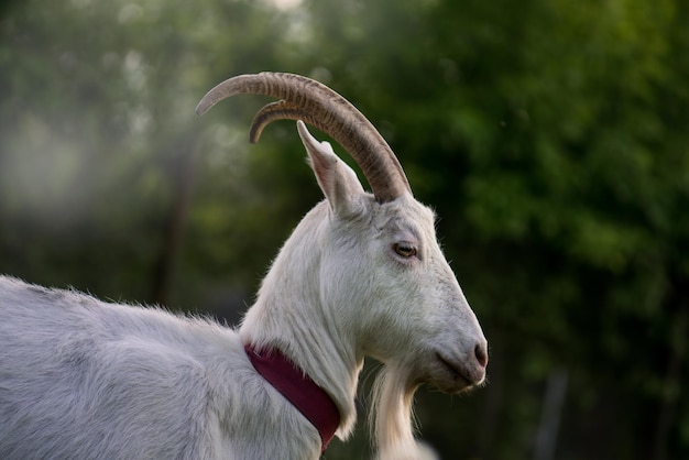 Close up of an inquisitive goat Closeup of a white goat Close up goat in farm on green grass Goat on pasture