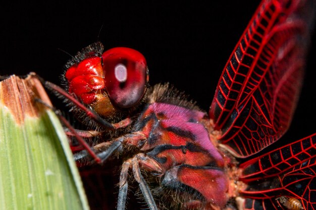 Photo close-up of insect against black background