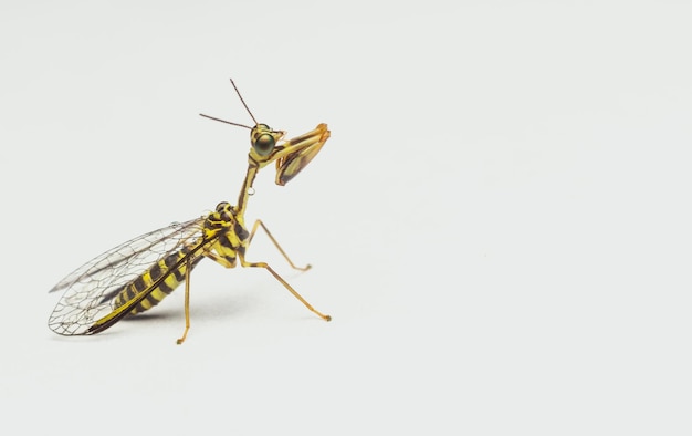 Close-up of insect against white background