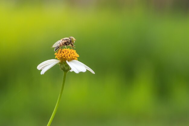 Close up of insect on daisy flowers