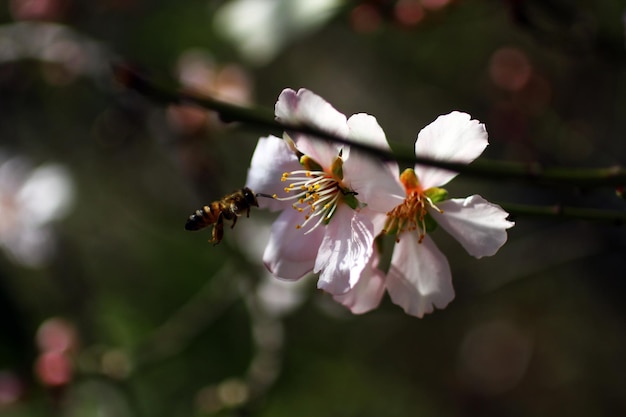 Close-up of insect on flower