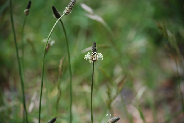 Close-up of insect on flower