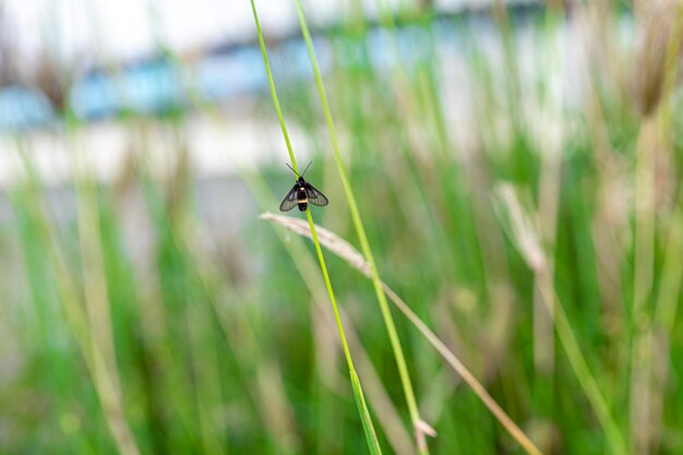 Photo close-up of insect on grass