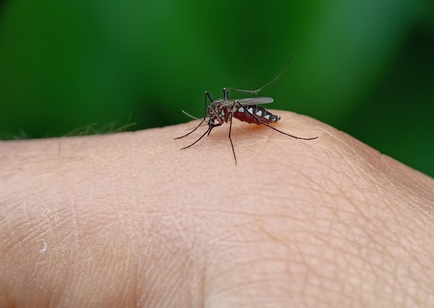 Close-up of insect on hand