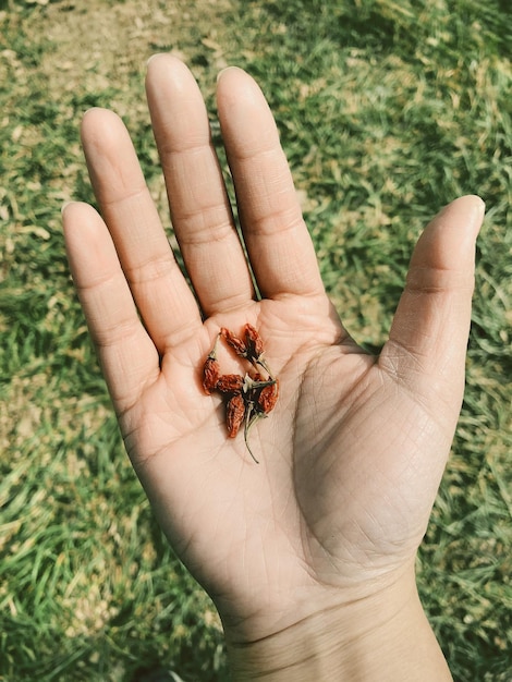 Photo close-up of insect on hand