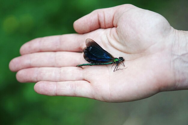 Photo close-up of insect on hand