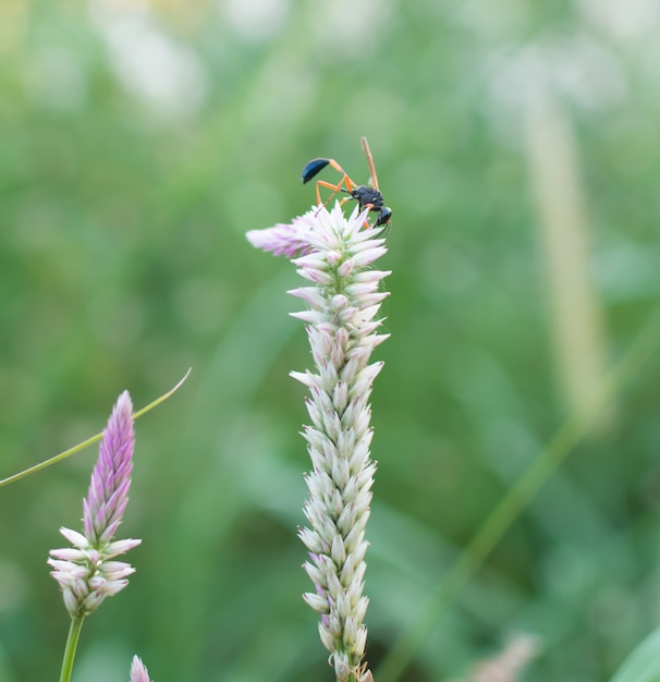 Close up of insect is collecting nectar on a flower with blur green background