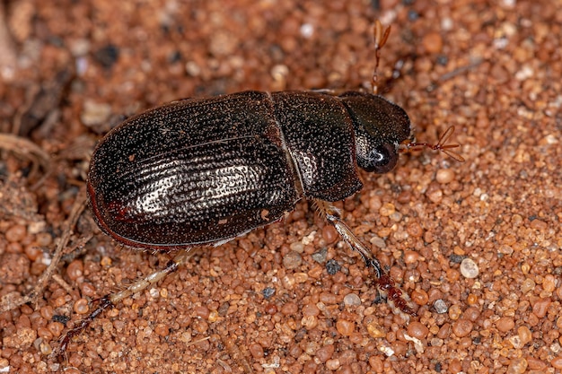 Photo close-up of insect on land