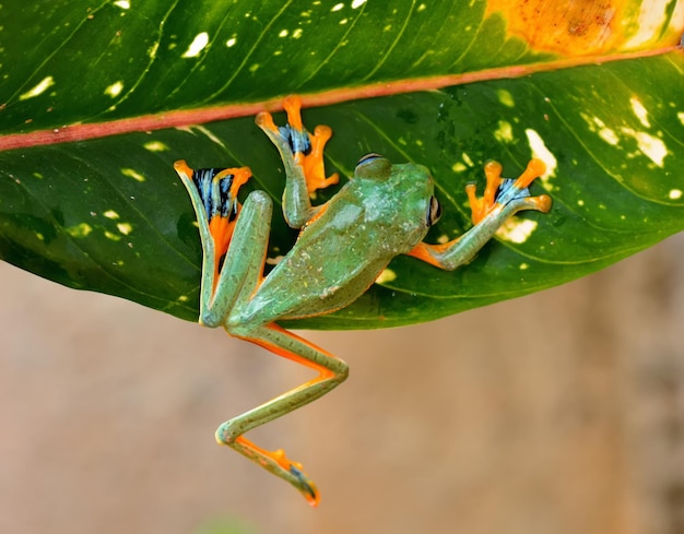 Photo close-up of insect on leaf