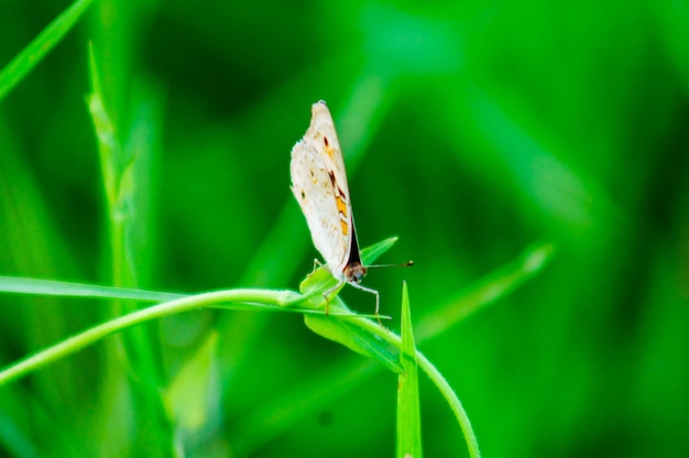 Photo close-up of insect on leaf