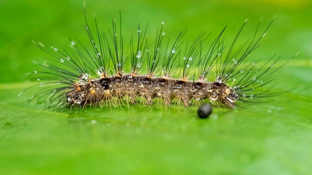 Photo close-up of insect on leaf