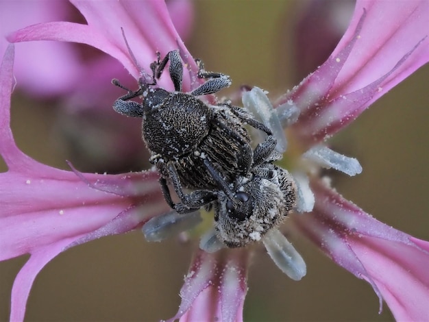 Photo close-up of insect on pink flower