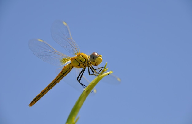 Close-up of insect on plant against clear blue sky