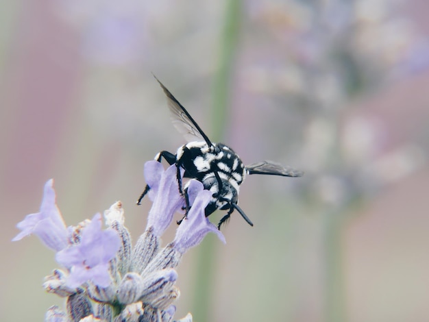 Close-up of insect on plant