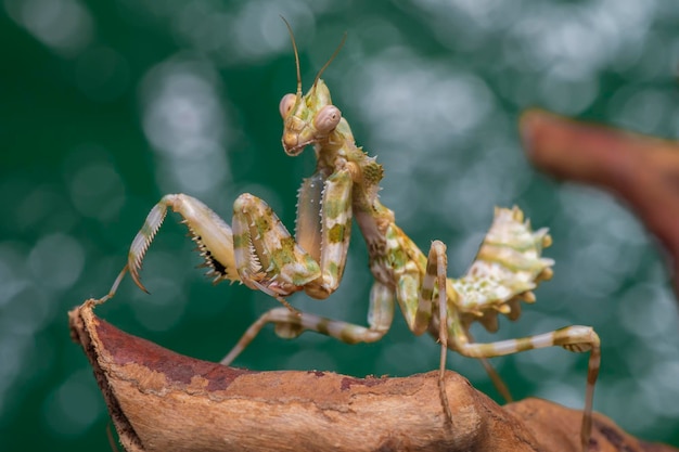 Photo close-up of insect on plant