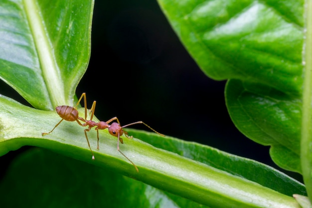 Photo close-up of insect on plant