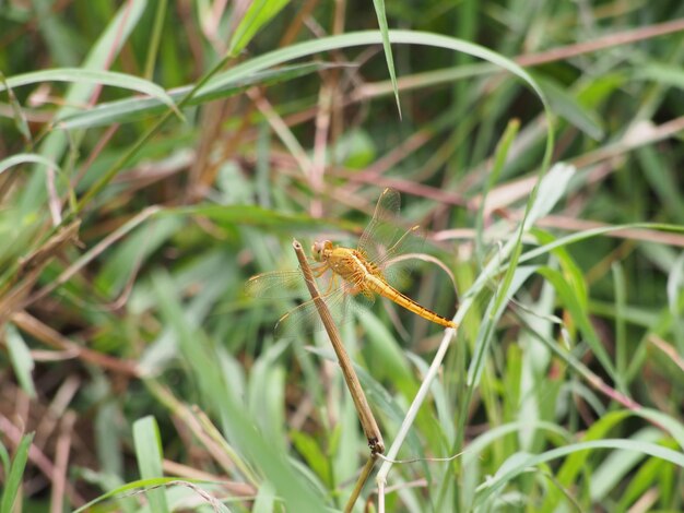 Photo close-up of insect on plant