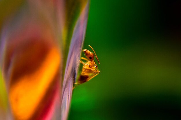 Photo close-up of insect pollinating on flower