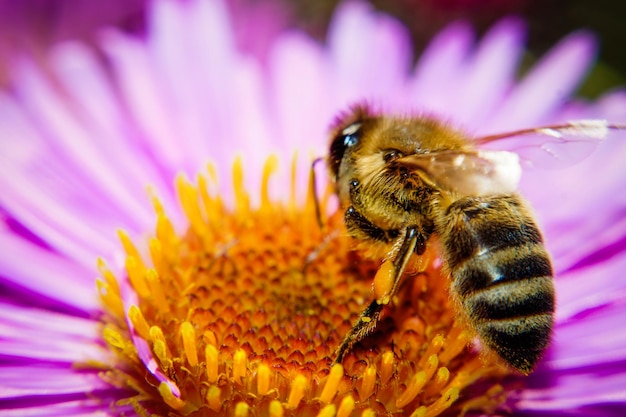 Close-up of insect pollinating on purple flower