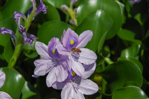 Photo close-up of insect on purple flowering plant