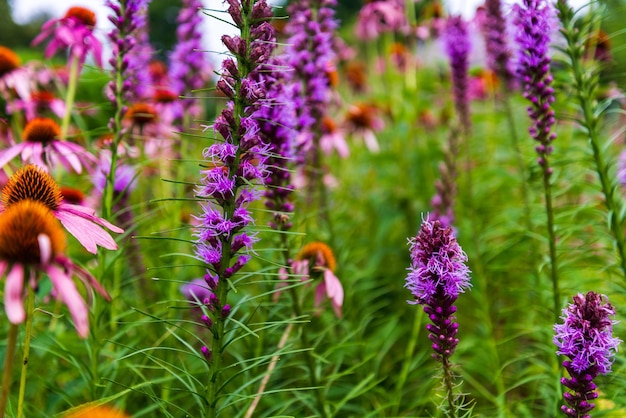 Close-up of insect on purple flowering plants