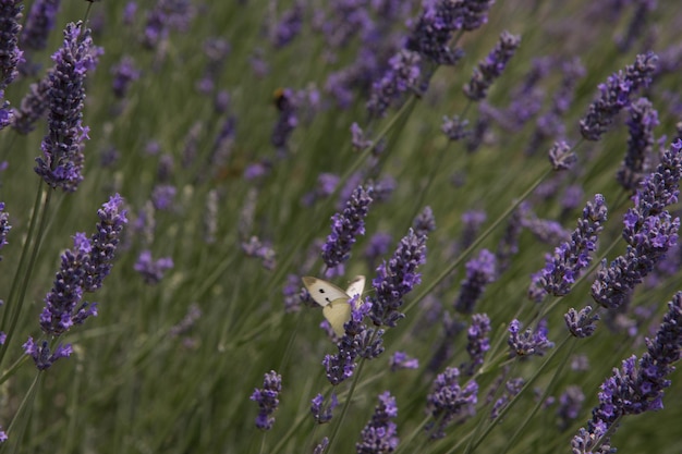 Close-up of insect on purple flowers