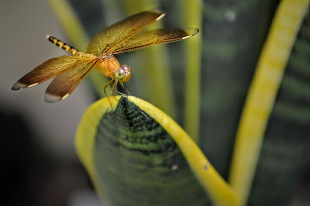 Photo close-up of insect on succulent