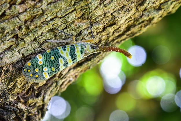 Close-up of insect on tree trunk