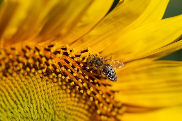 Photo close-up of insect on yellow flower