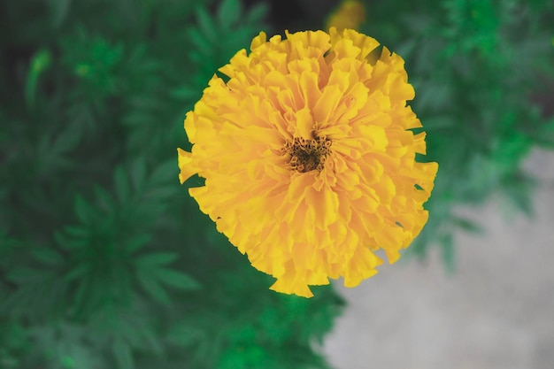 Close-up of insect on yellow flower