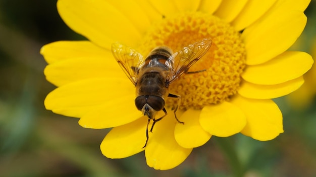 Close-up of insect on yellow flower