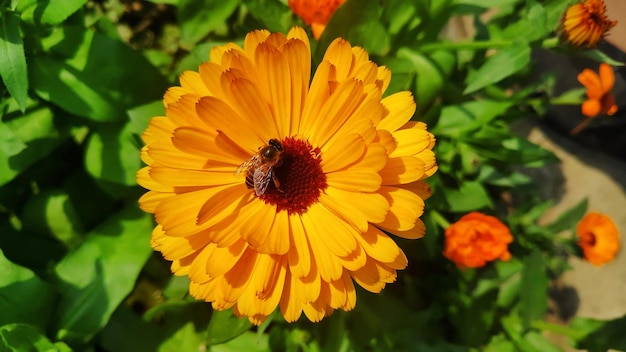 Close-up of insect on yellow flower