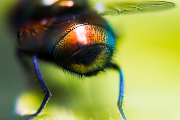 Photo close-up of insect