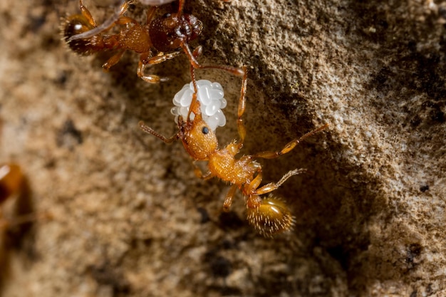 Photo close-up of insect